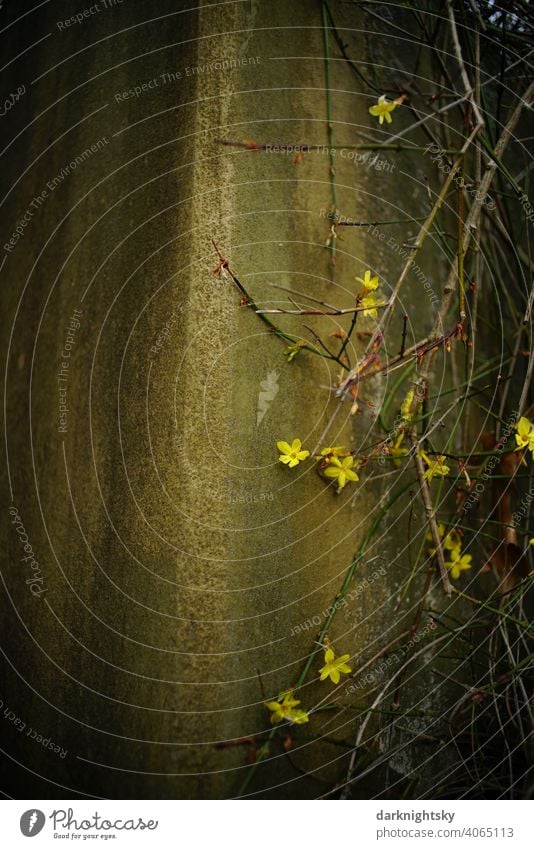 Spring moves in by means of a blooming forsythia Forsythia × intermedia Flower Blossom Wall (building) Wall (barrier) Yellow Ochre Plant Colour photo