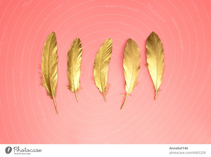 Gold shiny feathers in a row on pastel pink background, Flat lay, retro,modern,colorful stylish concept top view. design element wallpaper copy space wing