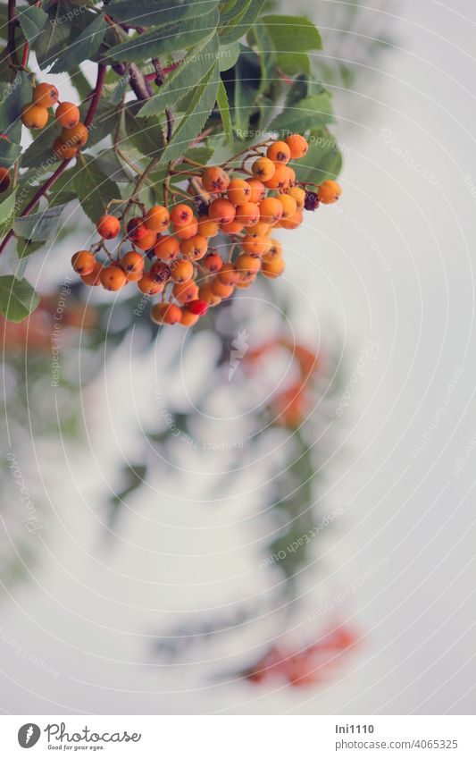 leaves and fruits of rowan Mountain ash Rowan tree Sámen Orange Green Sorbus aucuparia cranberry forage plant Tree August September tufts hazy Watercolors Hazy