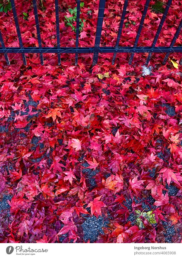 Red leaves in front of black fence Autumn leaves Autumnal colours Leaf foliage Colour photo autumn mood Exterior shot fall Seasons Multicoloured red leaves Day