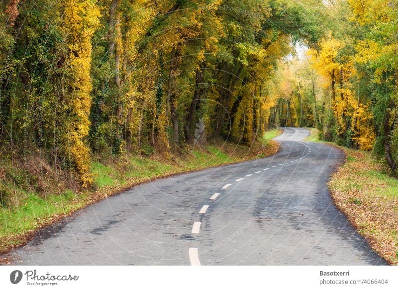 Colourful narrow winding country road in autumn. Vitoria, Basque Country, Spain colourful Autumn Yellow Orange Green Seasons Street Country road Narrow curvy