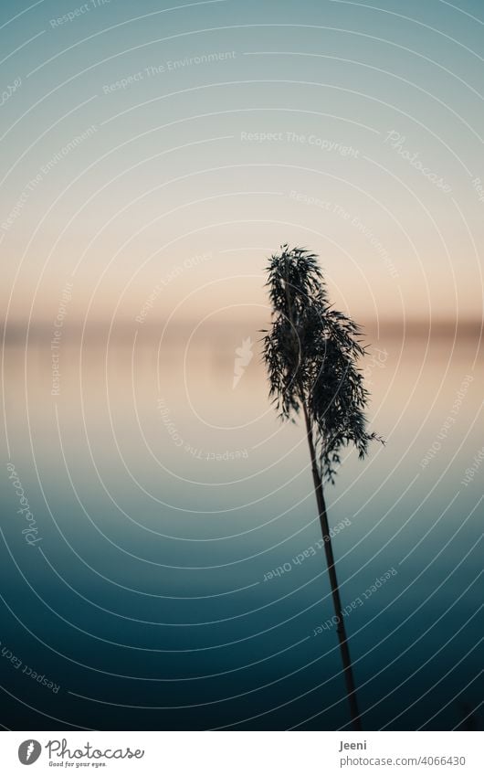 Single reed grass on a cold sunny winter day at the lake - the sky glows blue and orange in the early dusk Sky Blue Common Reed Grass Plant Cold blue hour