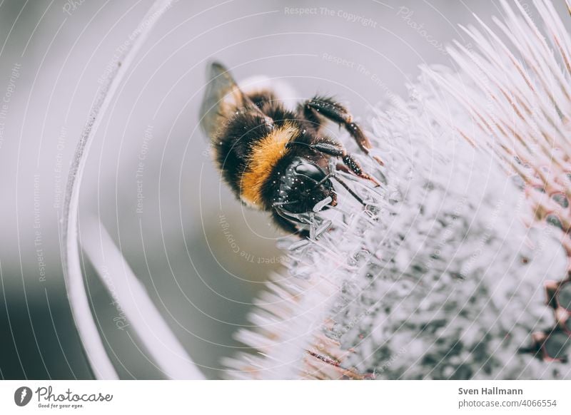 bumblebee is sitting on a flower bestäuben blume fliegen gelb hummel insekt makro natur nektar Bumble bee Animal Nature Insect Close-up Nectar Garden Flower