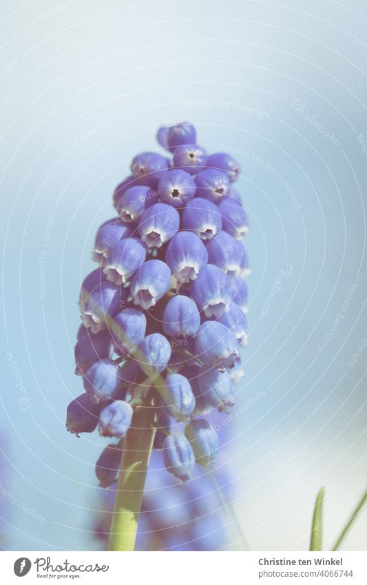 Grape hyacinth / Pearl hyacinth Muscari pearlhyacinths Hyacinthus light blue Blue Plant Blue background spring awakening Spring Blossoming Close-up Nature