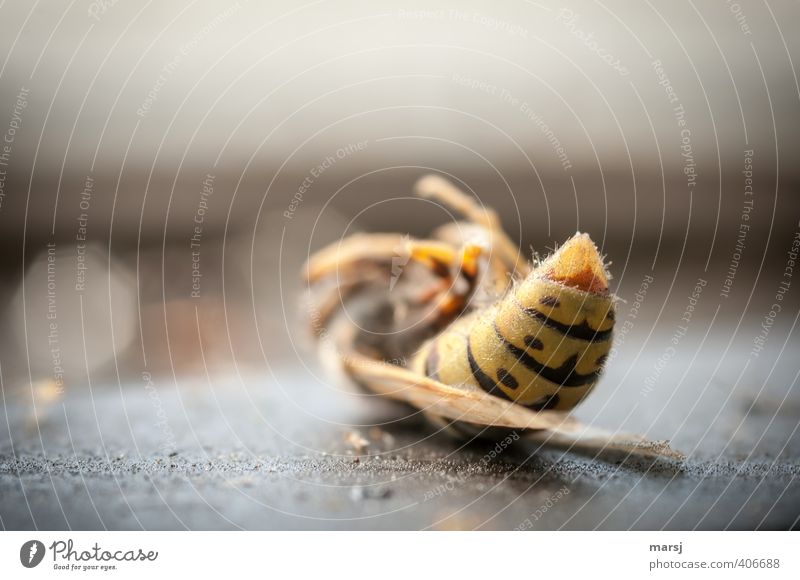 Was it hot? Animal Wild animal Dead animal Wasps Insect 1 Dark Simple Disgust Creepy Natural Yellow Black Death Colour photo Subdued colour Interior shot