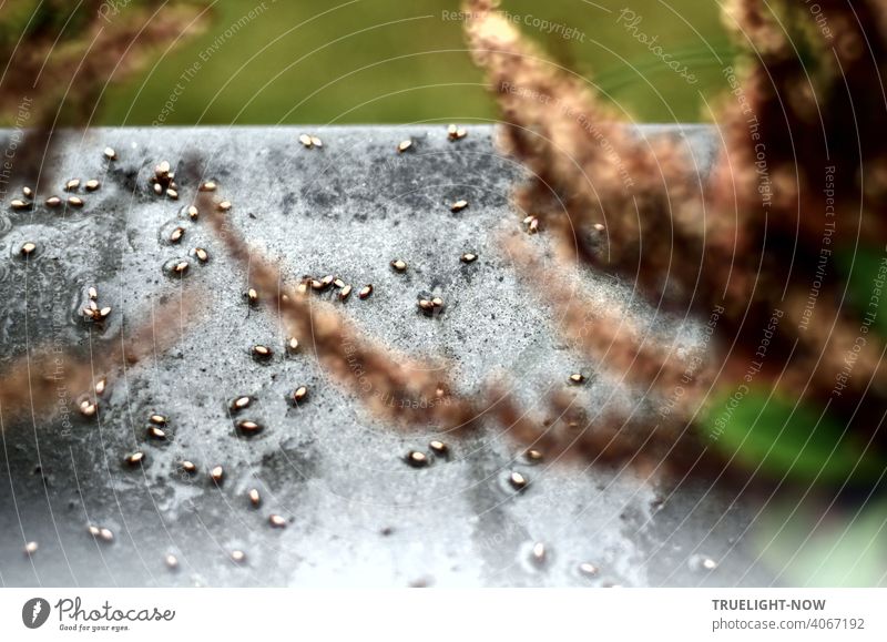 A moment ago there was hail and a storm - now there are only a few hailstones lying around on the wet grey windowsill in front of a strip of greenery, or is it the fallen small flowers of the heather?