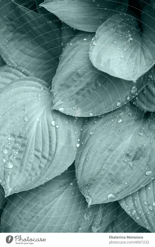 Water drop on a leaf after rain, greenery eco-friendly organic background, clearness, purity, freshness concept, ecology, summer natural plant, tidewater color toned