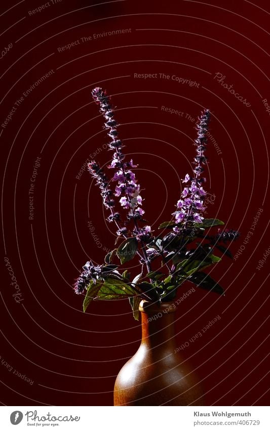 Lemon basil in bloom, in an earthen vase Herbs and spices Leaf Blossom Brown Green Red Basil panicle Labiate lemon basil Colour photo Interior shot Studio shot