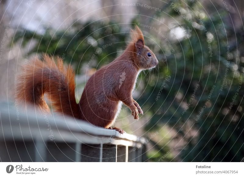 The squirrel is on the lookout for the next peanut from Fotoline Exterior shot Wild animal Colour photo Animal Deserted Freedom Environment naturally Day