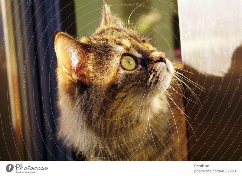 This Maine Coon cat is curiosity personified. Something has caught her attention. She has it firmly in her sights. Cat Pelt Animal Pet Domestic cat Paw Mammal