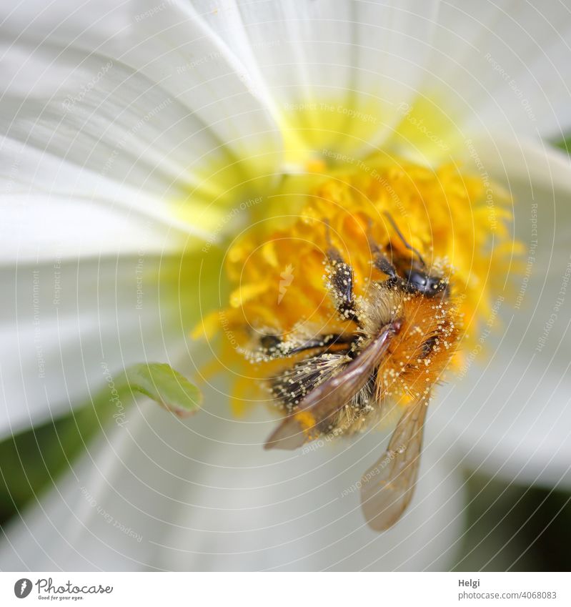 of bees and flowers - pollen covered bumblebee looking for nectar in a dahlia flower Bumble bee Insect Pollen Flower Blossom dahlia blossom Foraging Summer