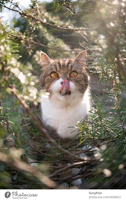 cat sitting amidst green rosemary bush outdoors in nature licking lips sunny sunlight plants looking at camera observing hiding exploration