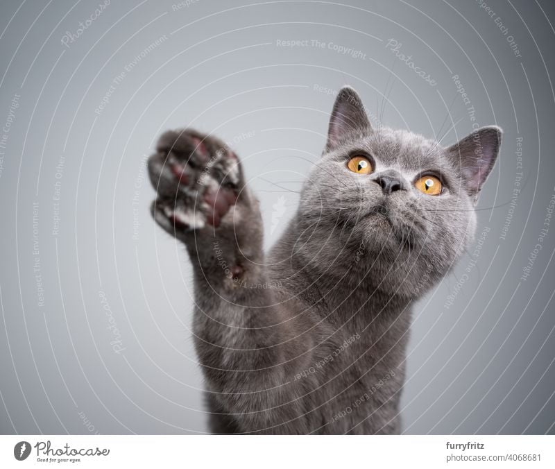 curious british shorthair kitten raising paw reaching for treats cat pets purebred cat british shorthair cat fluffy fur feline 6 month old young cat blue gray