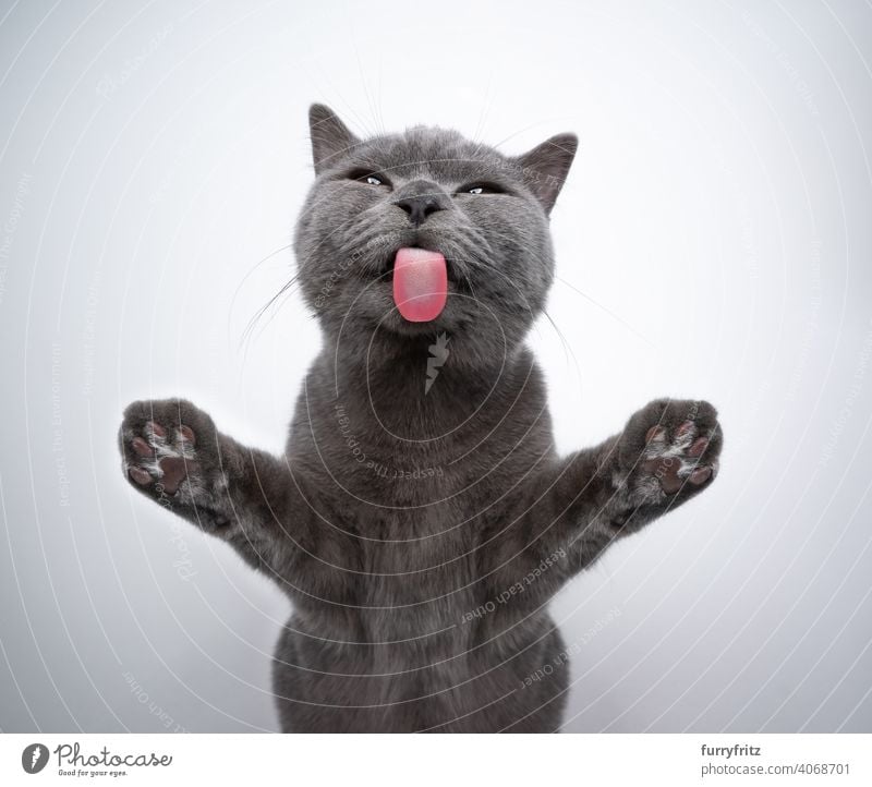 british shorthair kitten licking window glass with copy space cat pets purebred cat british shorthair cat fluffy fur feline 6 month old young cat blue gray