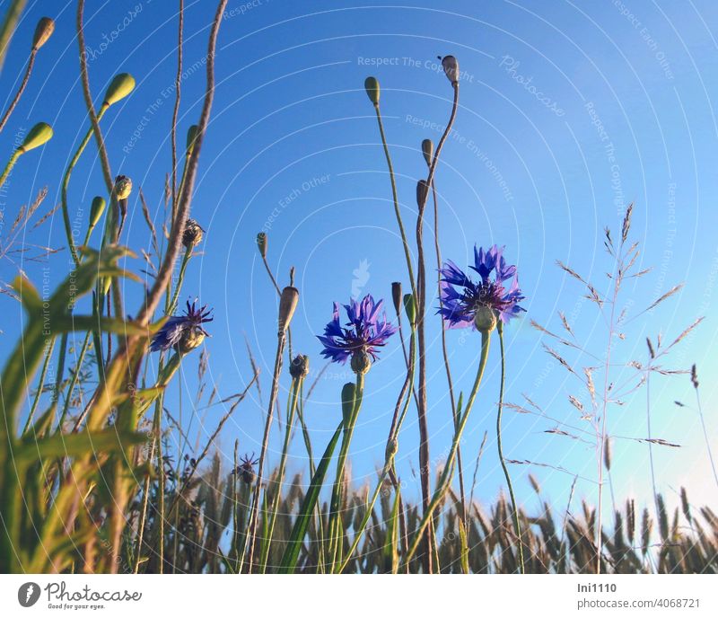 Late summer still a few cornflowers shine in the evening sun Summer poppy seed capsules grasses Blue sky Evening sun Margin of a field Moody acre illuminated