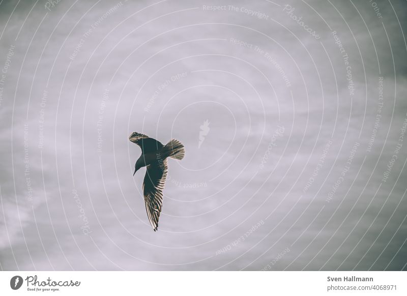 seagull flies in the sky fliegen himmel möwe ruhe vogel Seagull Sky Bird Feather Flying Freedom Animal Nature Ocean Baltic Sea Grand piano birds Beach