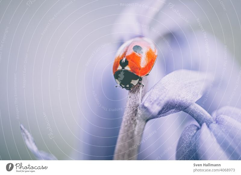 little ladybug on flower stalk Blumen und Pflanzen Frühling Herbst blatt blume insekt makro marienkäfer natur sommer Ladybird Beetle Insect Nature Animal Green