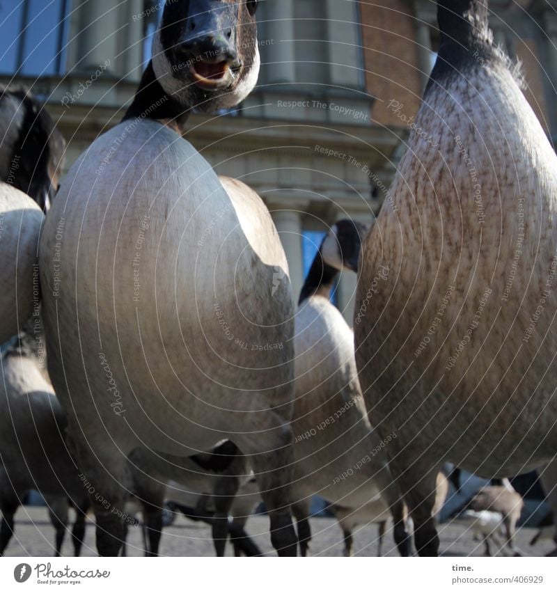 Too bad for cow Elsa. Who's late? Manmade structures Museum Facade Animal Wild animal Goose Group of animals Brave Determination Honest Life Endurance