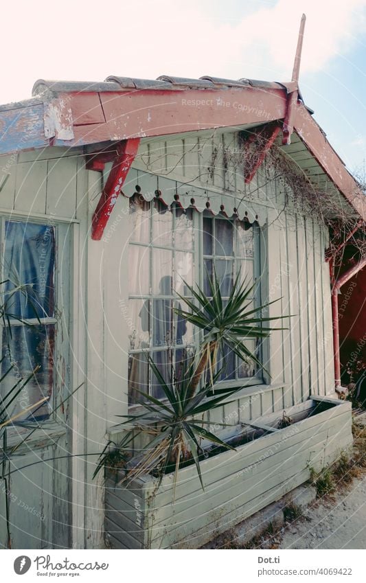 fisherman's hut Fishermans hut Hut Deserted Vacation & Travel Wooden house Palm tree Yucca vintage decoration pediment Colour photo Exterior shot