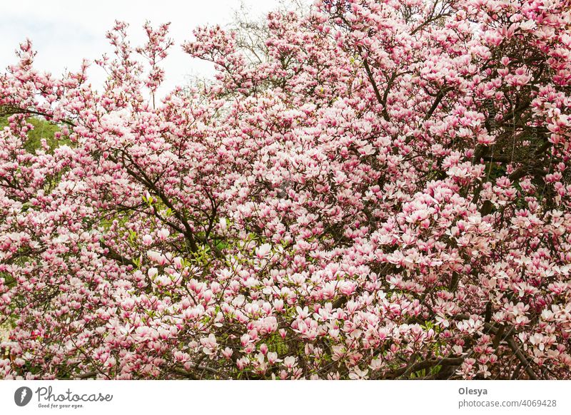 small magnolia tree with pink flowers. a large number of magnolia flowers. blurry. Cheerful nice background. big Dude during flowering. magnolia inflorescence against the sky