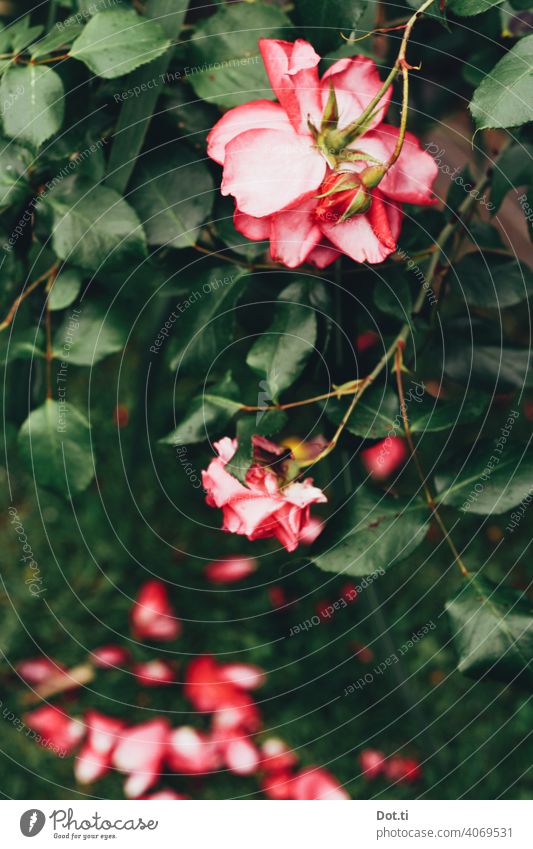 rose bush Rose leaves Rose blossom shrub pink Colour photo Blossom Flower Plant Pink Nature Exterior shot Summer Blossoming Deserted Shallow depth of field