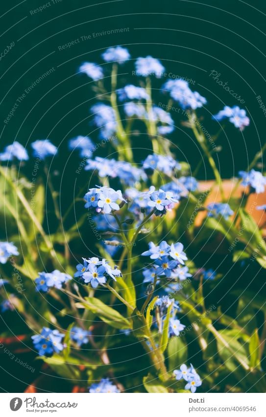 FORGET-ME-NOT Forget-me-not Blossom garden flower Blue Summer Blossoming Spring Close-up Deserted Nature Exterior shot Colour photo Plant Green