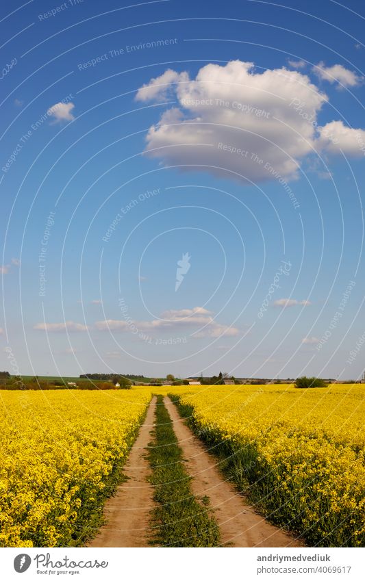 yellow rapeseed on a background of the sky. selective focus on color. canola field with ripe rapeseed, agricultural background blue clouds plant oilseed nature