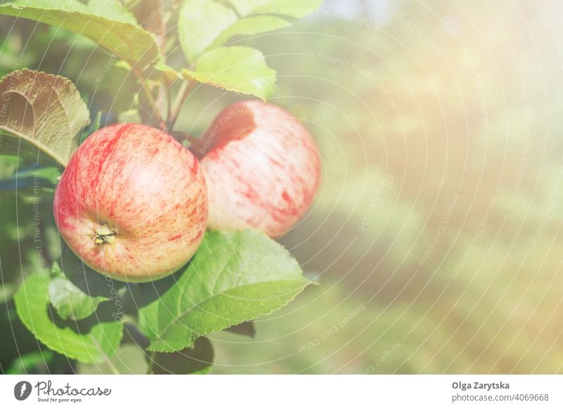 Two red apples on a branch in sunlight. tree farm autumn color delicious fall food fresh fruit harvest leaf natural nature organic outdoor plant ripe season