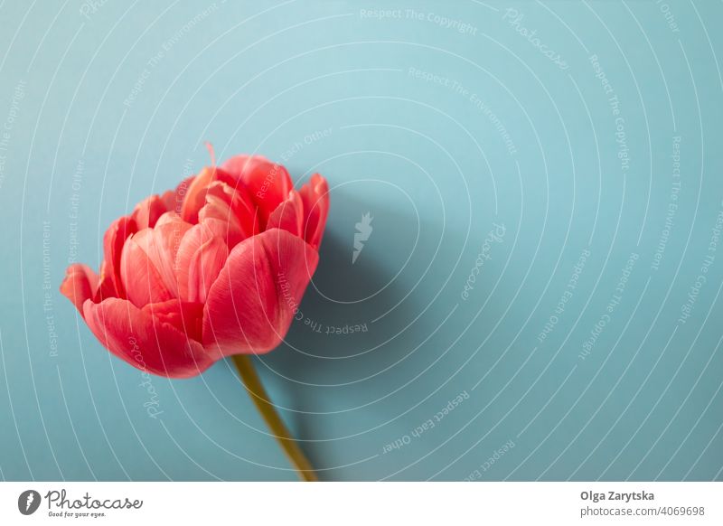 Beautiful red peony tulip flower on blue. pink background top view floral nature spring card bright greeting light petal romance bloom blossom color delicate