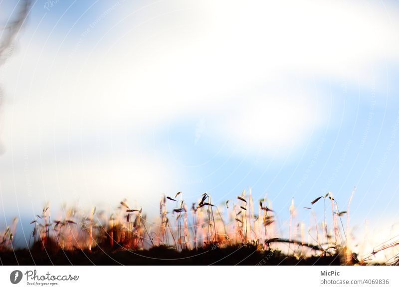 slips Spring Plant Blossom Nature Close-up Exterior shot Day Deserted naturally Sprout Growth Sunlight Sky blue Fresh Spring fever Beautiful weather Light