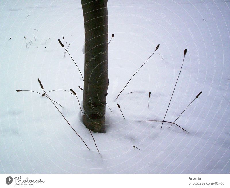 it's winter time Winter Cold Tree Tree trunk Plant Brown White Small Decent Snow Cool (slang) Snow layer Detail Partially visible Section of image