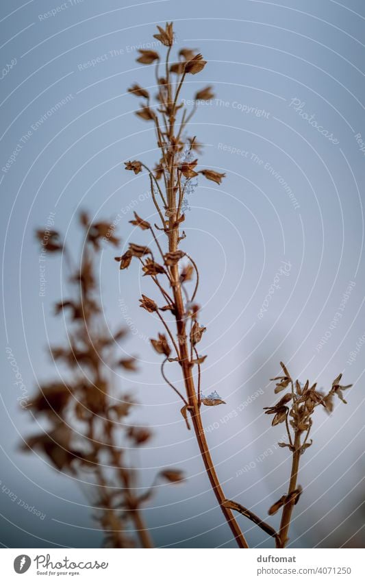 Macro shot of withered plants winter Grass Winter Cold Snow Nature naturally Frost Ice Frozen Freeze Shriveled Ice crystal Hoar frost Twig Close-up