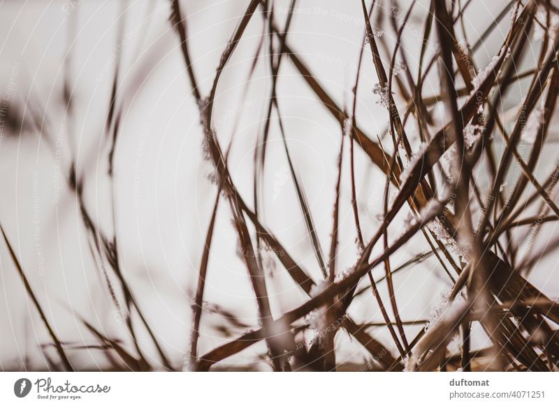 Macro shot of brown grass in winter Grass Winter Cold Snow Nature naturally Frost Ice Frozen Freeze Ice crystal Hoar frost Close-up Crystal structure