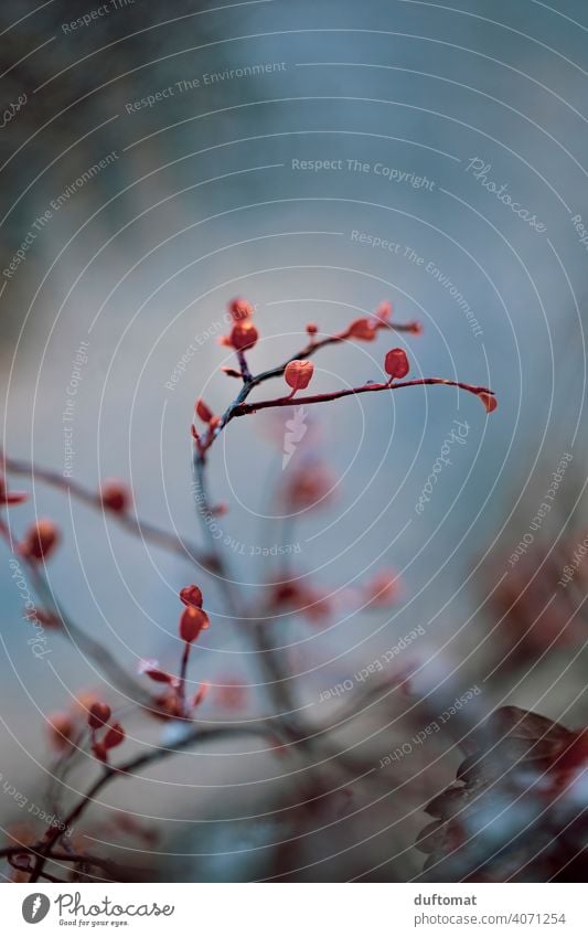 Macro shot of reddish leaves winter Grass Winter Cold Snow Nature naturally Frost Ice Frozen Freeze Ice crystal Hoar frost Twig Close-up Crystal structure