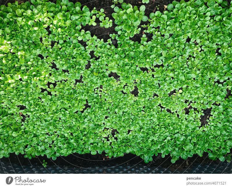 da haben wir den salat Salat Feldsalat Rapunzel Ackersalat jung Hochbeet grün frisch wachsen gesund Garten Winter viele Vitamine Ernährung lecker Gemüse