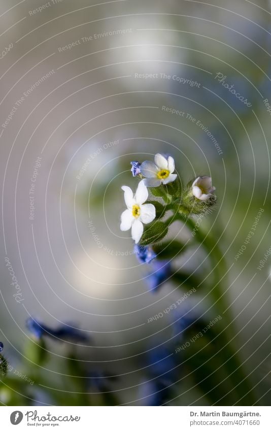 Forget-me-not, Ne m'oubliez pas, Myosotis, Boraginaceae Flower Plant Blossom blossoms Foliage Ornamental plant Blue Sky blue symbol Masonic symbol