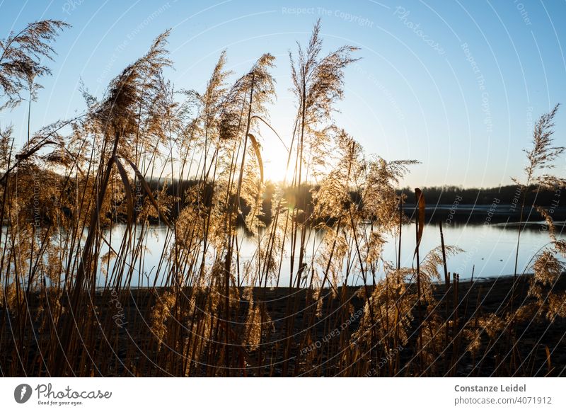 Sonnenuntergang durch Schilf am See Sonnenlicht Gegenlicht blau Blauer Himmel Schilfrohr Schilfgras Sunset Blue bluesky Lake dämmerung Abenddämmerung