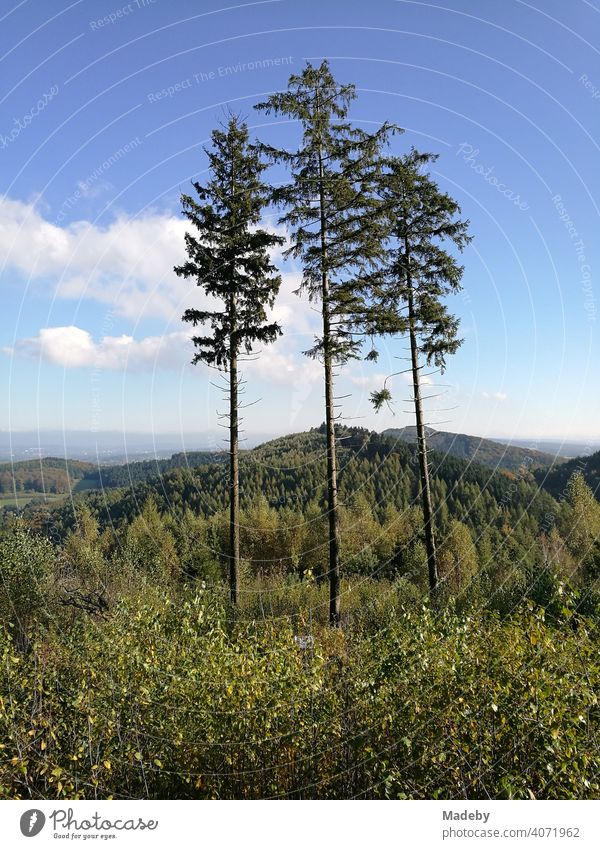 Three old pine trees in the sunshine on the top of the Tönsberg at the Hermannsweg in Oerlinghausen near Bielefeld in the Teutoburg Forest in East Westphalia-Lippe