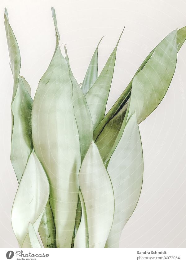 Sansevieria Moonshine Foliage plant Houseplant sansevieria moonshine hemp bow Founder Thumbs urban jungle indoor garden plantlife fond of plants Green White