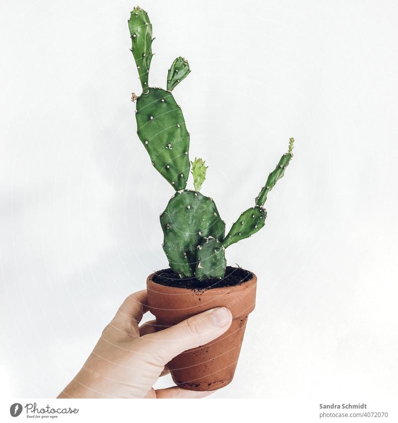 My no green cactus Cactus Opuntia Hand Clay pot cactus plant Foliage plant Green plants Houseplant Houseplants urban jungle plantlife fond of plants plantlove