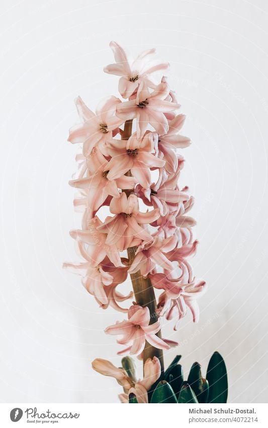 pink hyacinth Flower Plant Ornamental plant pretty Calm flower schedules calm quiet Green green silent Still Life decoration Pink Hyacinthus Exterior shot