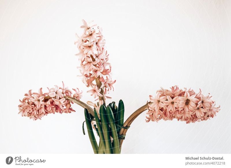 three pink hyacinths Flower Plant Ornamental plant pretty Calm flower schedules calm quiet Green green silent Still Life decoration Pink Hyacinthus Colour photo