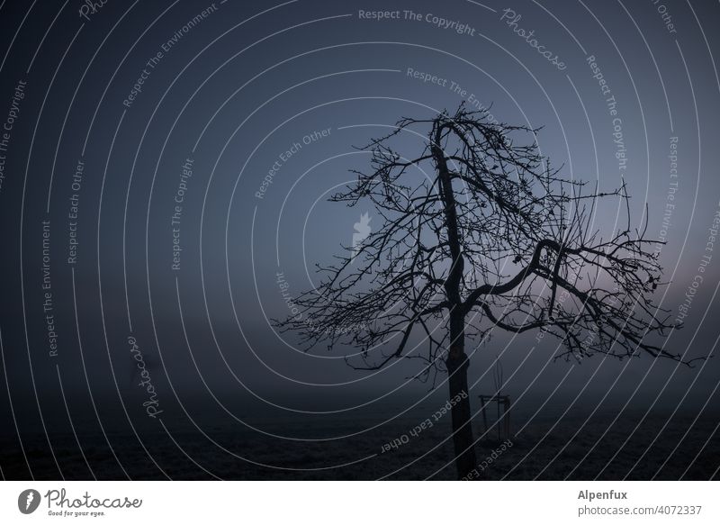 horizontal light Tree Loneliness Fog Landscape Sunrise Deserted Morning Dawn Colour photo Light Nature Exterior shot Beautiful weather Sunset Autumn