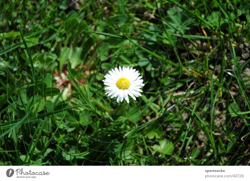 daisies Flower Daisy Spring Nature