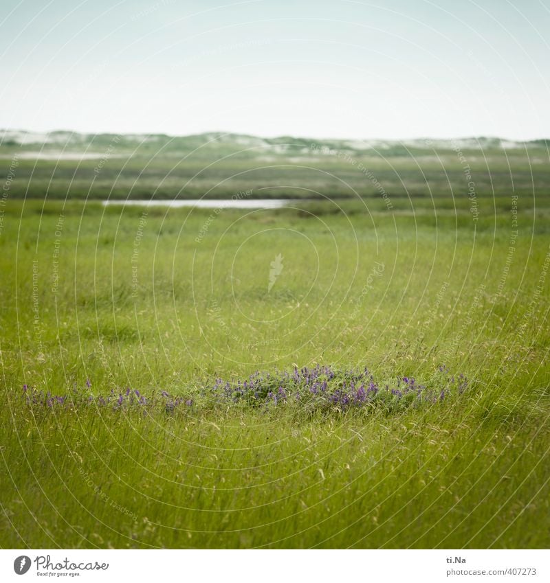 SPO | blooming island Summer Beautiful weather Flower Grass Coast North Sea Salt meadow Dune St. Peter-Ording Eyderstedt Schleswig-Holstein Deserted Blossoming