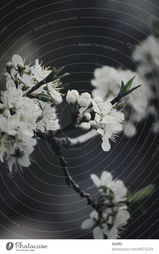 flowering plum Plum blossom Blossom fruit tree blossom Easter spring blossoms spring branch spring bloomers spring awakening Plum tree April heyday