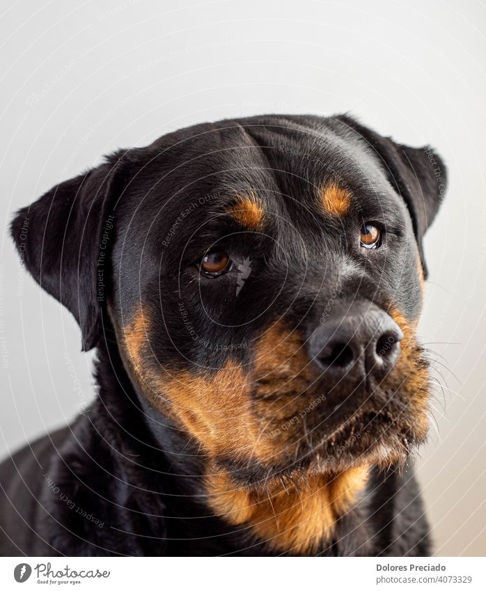 Portrait of a large black and tan female german rottweiler Dog Rottweiler Black Animal Brown Beautiful Joy Deserted Exterior shot Colour photo Pride