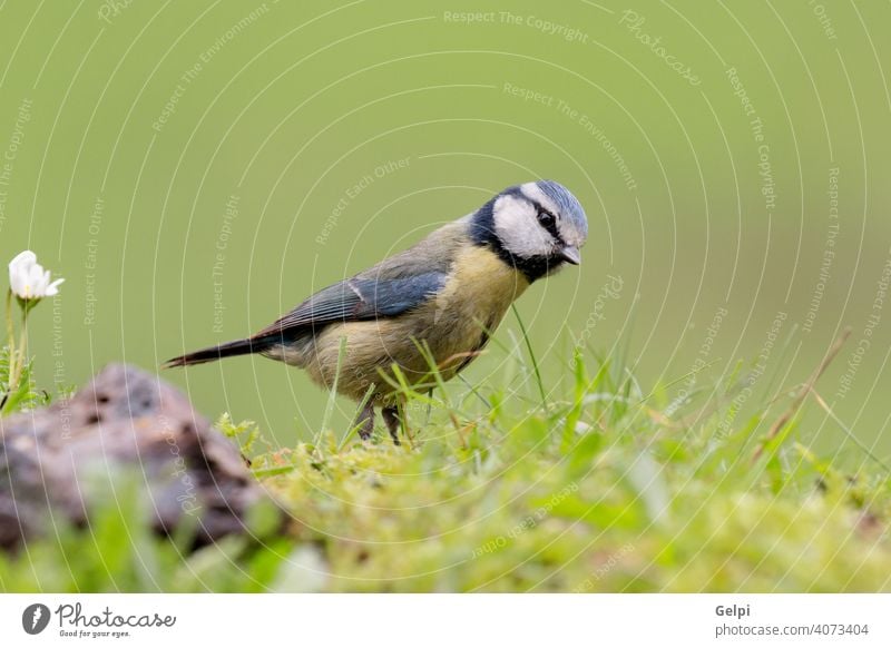 Nice tit with blue head looking up bird wildlife animal nature yellow winter beak songbird branch feather white blue tit caeruleus perching passerine profile