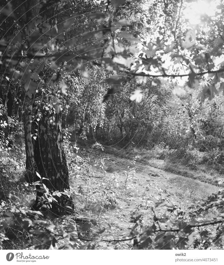 Branch Landscape Nature Environment Tree Beautiful weather Wood Twigs and branches Plant Autumn Loneliness Idyll Pure Black & white photo Exterior shot Detail