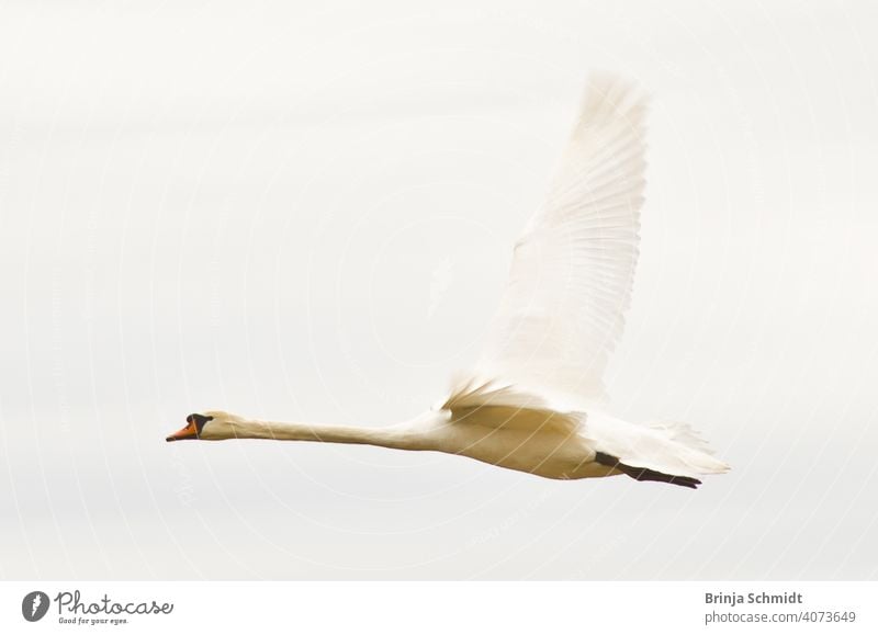 A majestic flying white swan in the air peaceful morning heavy soar pretty avian outdoor royal wilderness elegance Cygnus calm heaven sunny romance clouds jump